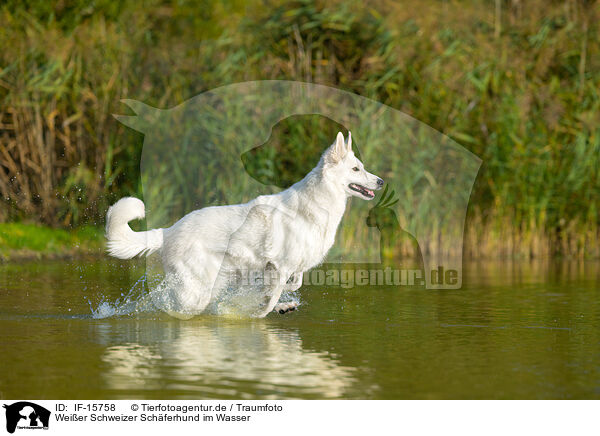 Weier Schweizer Schferhund im Wasser / White Swiss Shepherd in the water / IF-15758