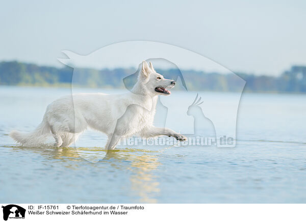 Weier Schweizer Schferhund im Wasser / IF-15761