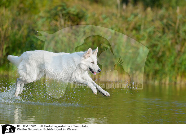 Weier Schweizer Schferhund im Wasser / IF-15762