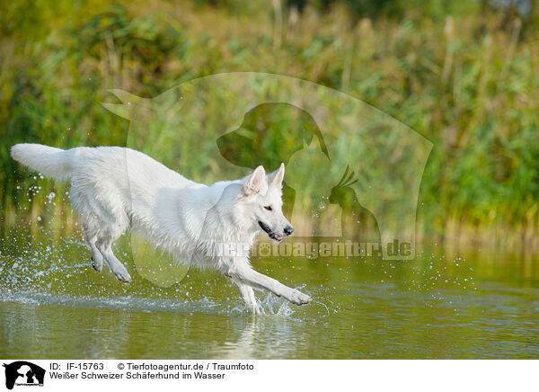 Weier Schweizer Schferhund im Wasser / White Swiss Shepherd in the water / IF-15763