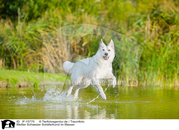 Weier Schweizer Schferhund im Wasser / IF-15770