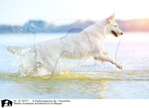 Weier Schweizer Schferhund im Wasser / White Swiss Shepherd in the water / IF-15771