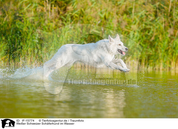 Weier Schweizer Schferhund im Wasser / IF-15774