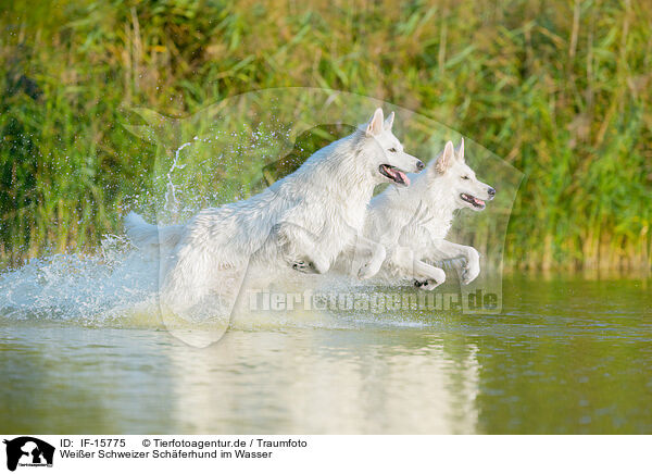 Weier Schweizer Schferhund im Wasser / IF-15775