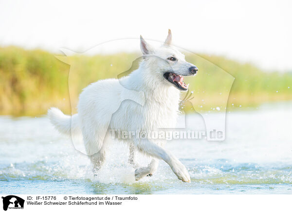 Weier Schweizer Schferhund im Wasser / White Swiss Shepherd in the water / IF-15776