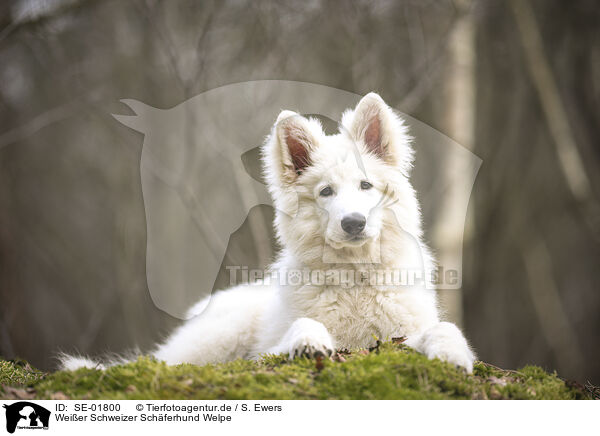 Weier Schweizer Schferhund Welpe / Berger Blanc Suisse Puppy / SE-01800