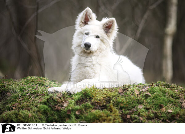 Weier Schweizer Schferhund Welpe / Berger Blanc Suisse Puppy / SE-01801