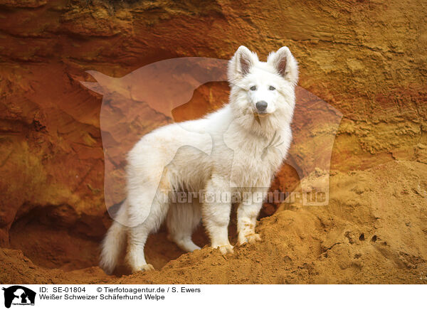 Weier Schweizer Schferhund Welpe / Berger Blanc Suisse Puppy / SE-01804