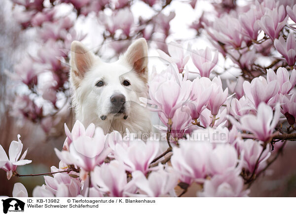 Weier Schweizer Schferhund / KB-13982