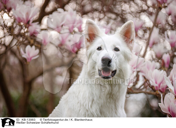 Weier Schweizer Schferhund / KB-13983