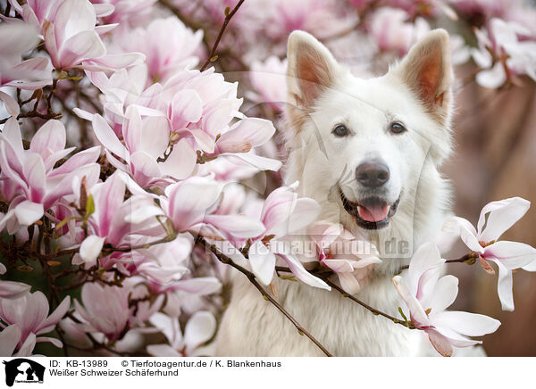 Weier Schweizer Schferhund / Berger Blanc Suisse / KB-13989
