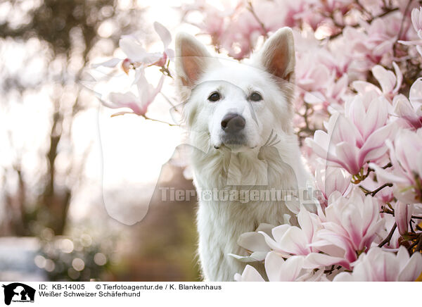 Weier Schweizer Schferhund / Berger Blanc Suisse / KB-14005