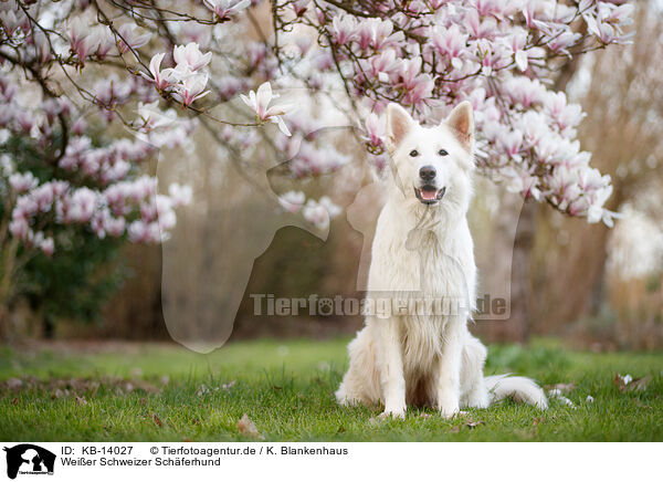 Weier Schweizer Schferhund / KB-14027