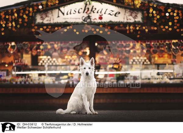 Weier Schweizer Schferhund / DH-03812