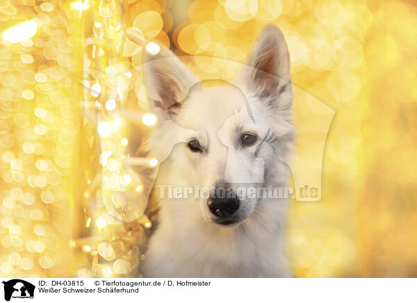 Weier Schweizer Schferhund / Berger Blanc Suisse / DH-03815