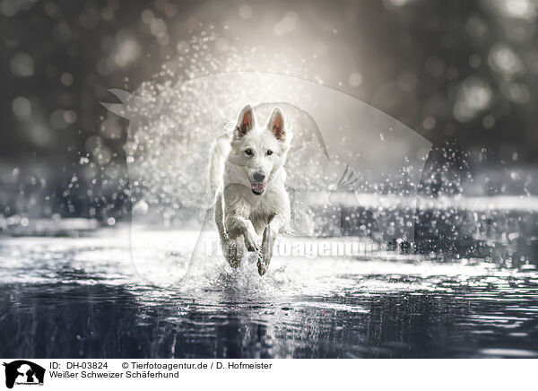 Weier Schweizer Schferhund / DH-03824