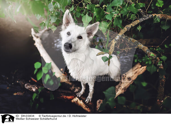 Weier Schweizer Schferhund / DH-03834