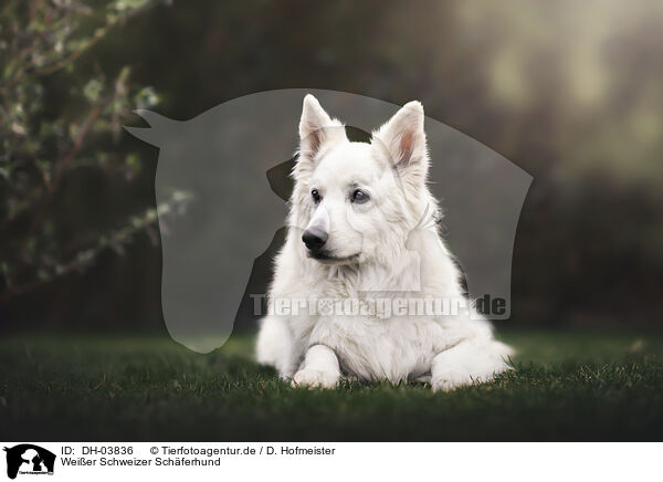 Weier Schweizer Schferhund / Berger Blanc Suisse / DH-03836