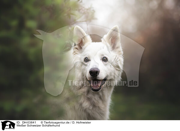 Weier Schweizer Schferhund / Berger Blanc Suisse / DH-03841