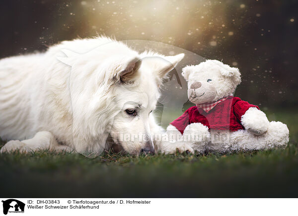 Weier Schweizer Schferhund / Berger Blanc Suisse / DH-03843