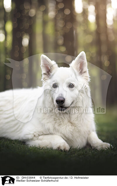 Weier Schweizer Schferhund / Berger Blanc Suisse / DH-03844