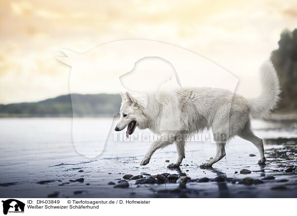 Weier Schweizer Schferhund / Berger Blanc Suisse / DH-03849