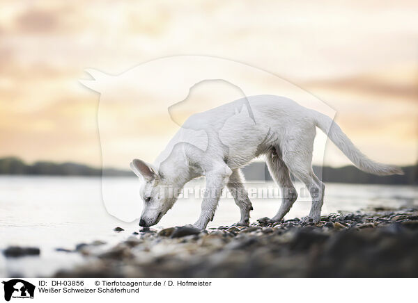 Weier Schweizer Schferhund / Berger Blanc Suisse / DH-03856