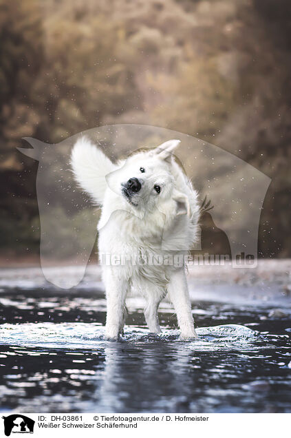 Weier Schweizer Schferhund / DH-03861