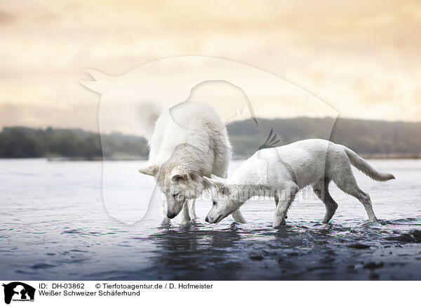 Weier Schweizer Schferhund / DH-03862