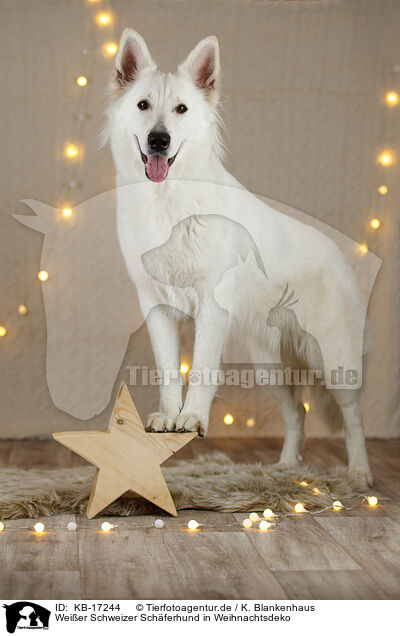 Weier Schweizer Schferhund in Weihnachtsdeko / White Swiss Shepherd Dog in christmas decoration / KB-17244