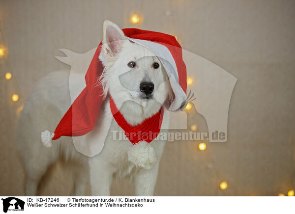 Weier Schweizer Schferhund in Weihnachtsdeko / KB-17246