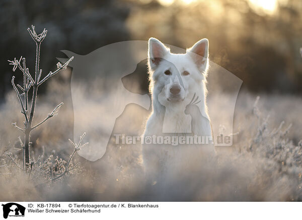 Weier Schweizer Schferhund / Berger Blanc Suisse / KB-17894