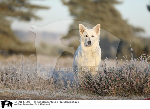 Weier Schweizer Schferhund / Berger Blanc Suisse / KB-17896