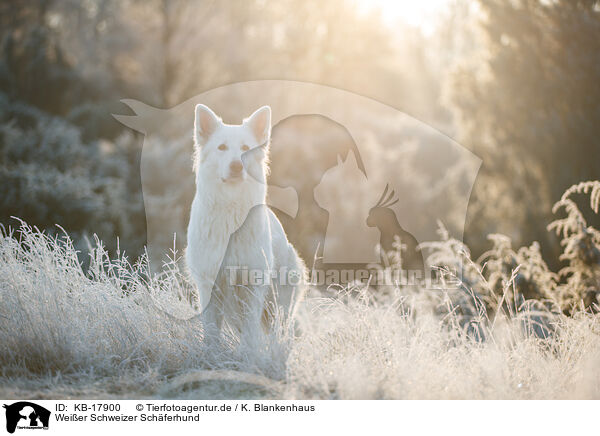 Weier Schweizer Schferhund / Berger Blanc Suisse / KB-17900