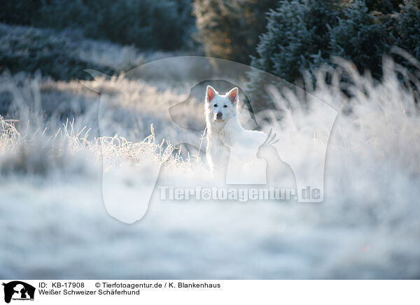 Weier Schweizer Schferhund / Berger Blanc Suisse / KB-17908