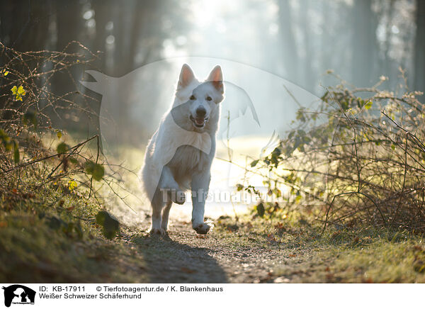 Weier Schweizer Schferhund / Berger Blanc Suisse / KB-17911