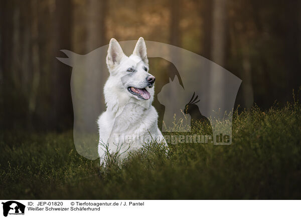 Weier Schweizer Schferhund / Berger Blanc Suisse / JEP-01820
