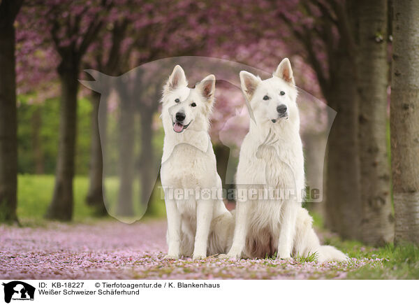 Weier Schweizer Schferhund / Berger Blanc Swiss / KB-18227