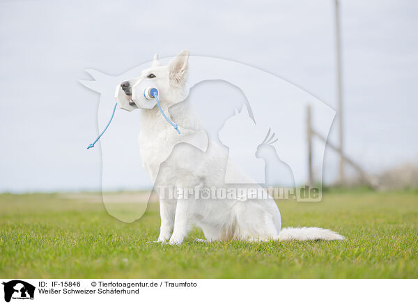 Weier Schweizer Schferhund / Berger Blanc Suisse / IF-15846