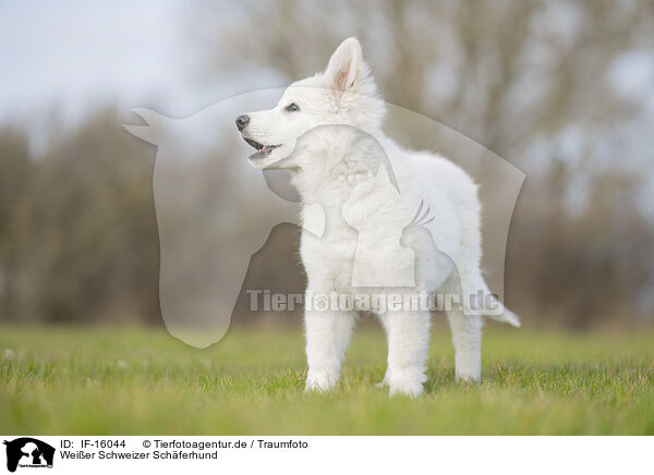 Weier Schweizer Schferhund / Berger Blanc Suisse / IF-16044