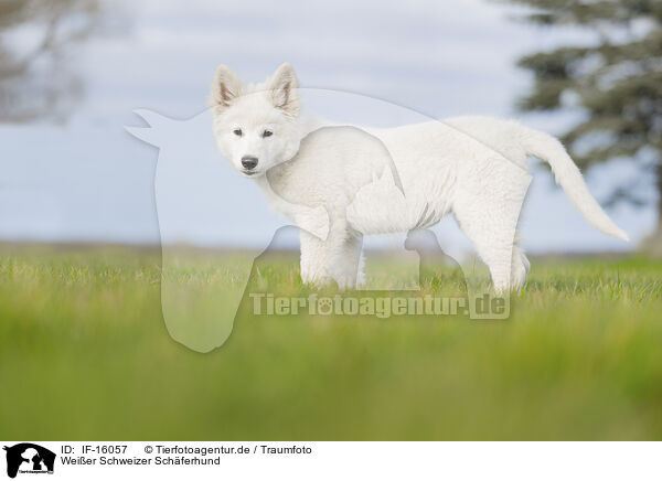 Weier Schweizer Schferhund / Berger Blanc Suisse / IF-16057