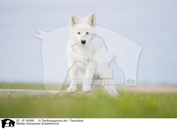 Weier Schweizer Schferhund / Berger Blanc Suisse / IF-16066
