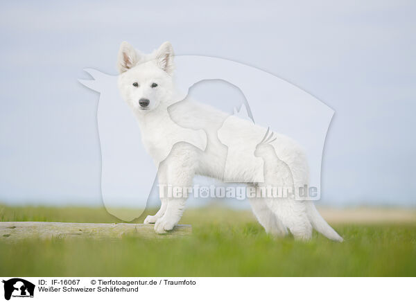 Weier Schweizer Schferhund / Berger Blanc Suisse / IF-16067