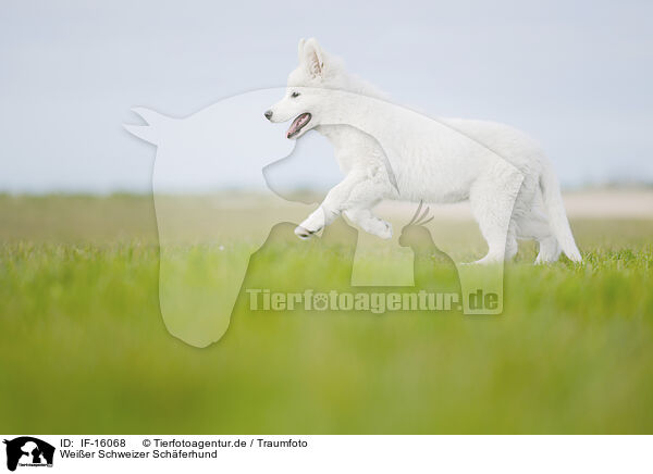 Weier Schweizer Schferhund / Berger Blanc Suisse / IF-16068