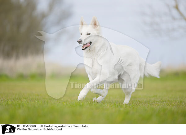 Weier Schweizer Schferhund / Berger Blanc Suisse / IF-16069