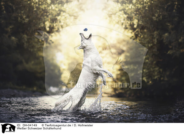 Weier Schweizer Schferhund / Berger Blanc Suisse / DH-04149