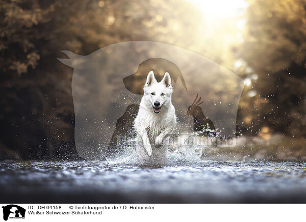 Weier Schweizer Schferhund / Berger Blanc Suisse / DH-04158