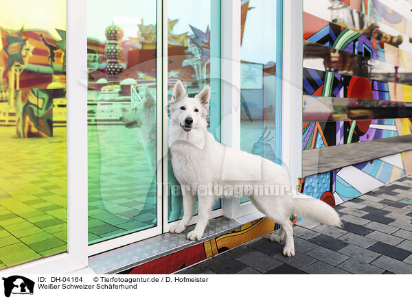 Weier Schweizer Schferhund / Berger Blanc Suisse / DH-04164