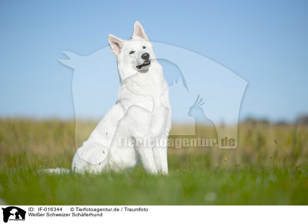 Wei�er Schweizer Sch�ferhund / Berger Blanc Suisse / IF-016344