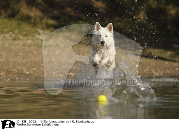 Wei�er Schweizer Sch�ferhund / White Swiss Shepherd / KB-19602